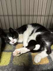 What to think about when considering a cat?
