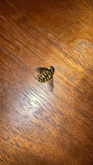 What sort of bee is this ? Came back from trip and have lots in the house.
