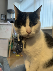 Passports, buckets and spades - the Excellent Cats go on their holidays