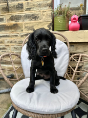 Puppy Survival Thread for New & Old Pups - Soon be Autumn 2024