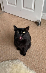 New rescue cat excessively vocal