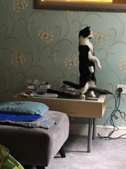 Cat did a strange thing today