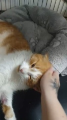 Choosing between rescue cats