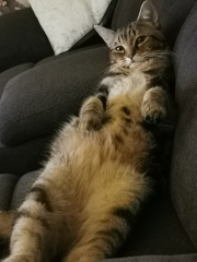 Urgent - kitten crying 🐈