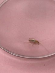 Cockroaches in garden