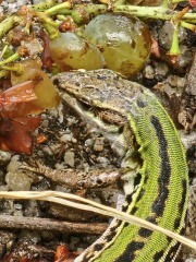 Passports, buckets and spades - the Excellent Cats go on their holidays