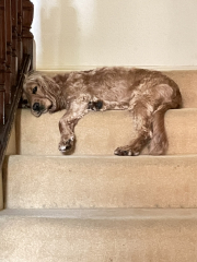 A photo of your dog right now