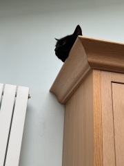 Flounders or Flouncers? The Excellent Cats continue their important debate