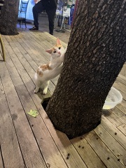 Passports, buckets and spades - the Excellent Cats go on their holidays