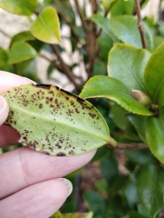 Is this disease or damage?