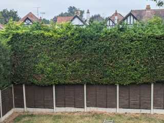 Why have my conifers going brown