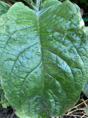 Plant id please