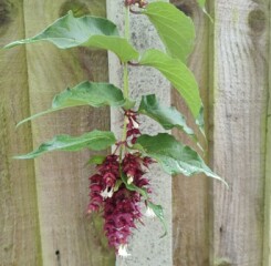 Can anyone identify this plant/shrub?