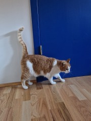 Setting up room for rescue cat
