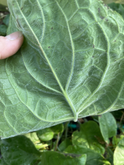 Plant id please