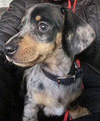 New puppy - meet Sizzle
