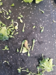 What is this on my brocolli??