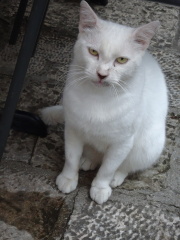 Flounders or Flouncers? The Excellent Cats continue their important debate