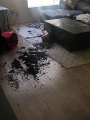 Help needed! 6 mo lurcher lost her mind