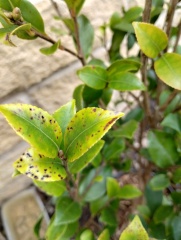 Is this disease or damage?