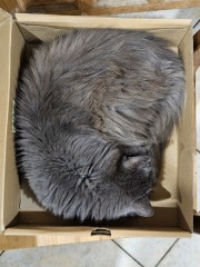 Passports, buckets and spades - the Excellent Cats go on their holidays