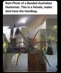 Les Bas Bleus, The Bluestocking...