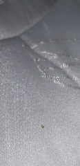 Is this a bed bug shell?