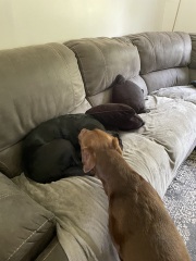 HELP! Pic attached! Dog is obsessed with bitch all of a sudden!!
