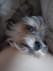 A photo of your dog right now
