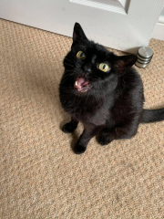 New rescue cat excessively vocal