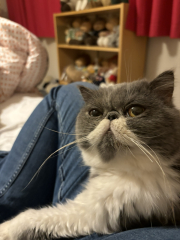 Magnificent Moustaches