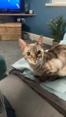 Thread 8 Starmer : Cat fur on new clothes