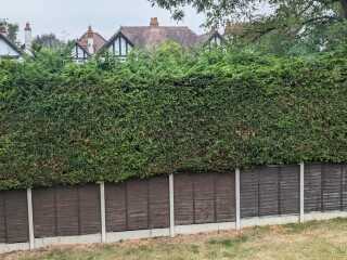 Why have my conifers going brown