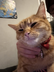 Flounders or Flouncers? The Excellent Cats continue their important debate