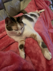 Flounders or Flouncers? The Excellent Cats continue their important debate