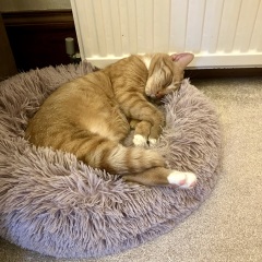 Adopting a new cat. Buying new things?