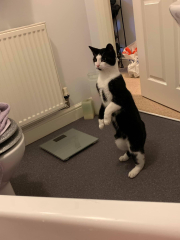 Cat did a strange thing today