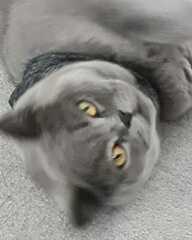 Passports, buckets and spades - the Excellent Cats go on their holidays