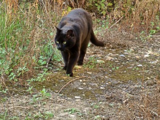 Flounders or Flouncers? The Excellent Cats continue their important debate