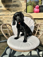 Puppy Survival Thread for New & Old Pups - Soon be Autumn 2024