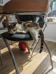 Cat burglar!