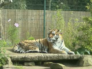 Flounders or Flouncers? The Excellent Cats continue their important debate