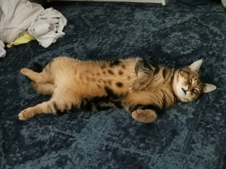 Urgent - kitten crying 🐈