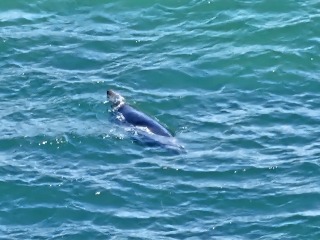 Passports, buckets and spades - the Excellent Cats go on their holidays