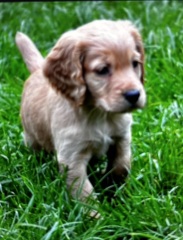 Help name my puppy