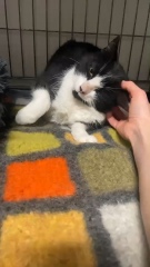 Choosing between rescue cats