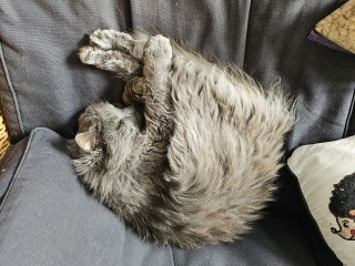 Flounders or Flouncers? The Excellent Cats continue their important debate