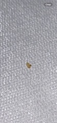 Is this a bed bug shell?