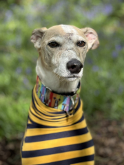 Greyhound