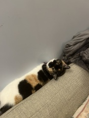 Only at Cat Flap (indiegogo)